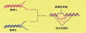 分子杂交术