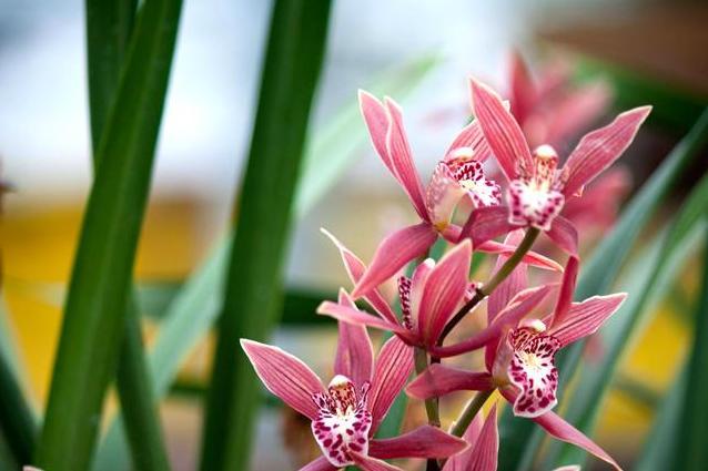 大根兰 兰科兰属植物 搜狗百科