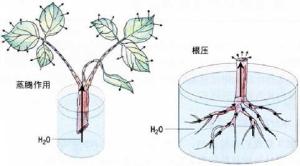 根系吸水示意图