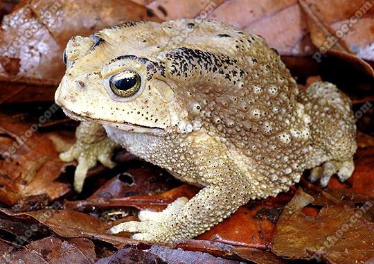 红点蟾蜍 - 搜狗百科