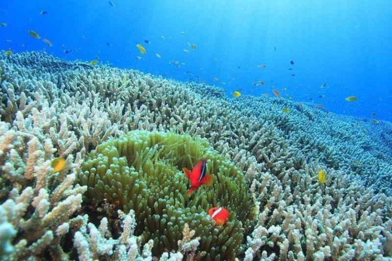 珊瑚礁 珊瑚 搜狗百科