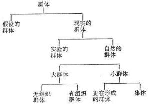 群体理论