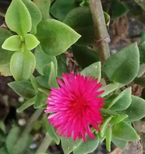 心叶日中花