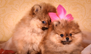 德国博美犬