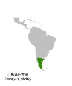小犰狳分布图