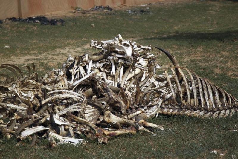 民族电影的创始人是穆斯塔法&middot;阿拉桑纳和奥默鲁&middot;冈达