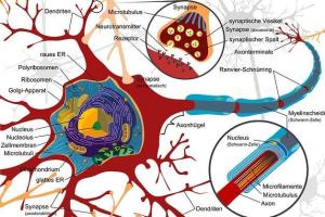 神经细胞图