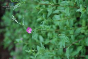 粉花月见草图册