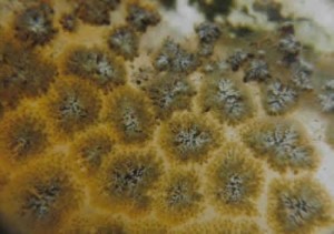 另类苔藓