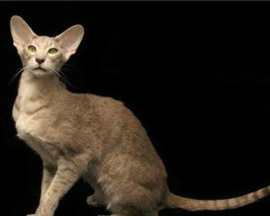 东方短毛猫