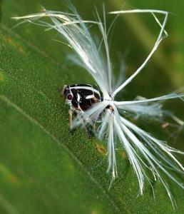 茶树白蛾蜡蝉 - 搜狗百科