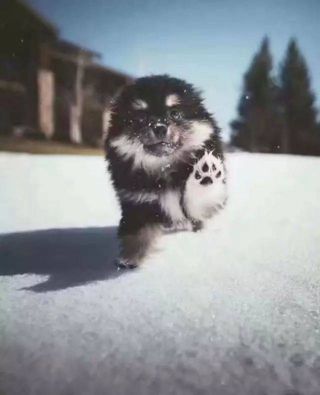 蒙古獒