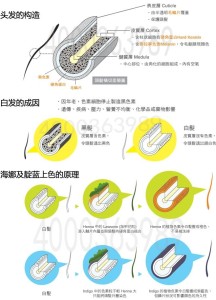 海娜粉染发原理图片