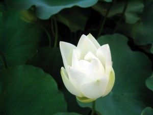 白荷花