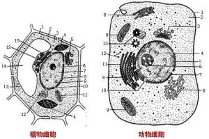 细胞结构 搜狗百科 细胞结构 搜狗百科