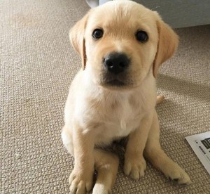 拉布拉多猎犬