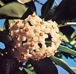 球兰(Hoya carnosa)