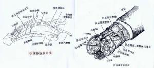 阴茎延长术静脉图