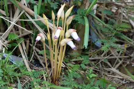 野菰 列当科野菰属植物 搜狗百科