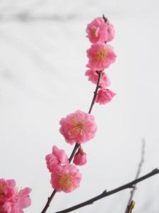 梅花魂