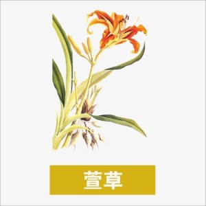 萱草