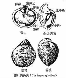 有铰纲
