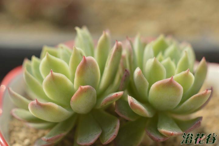 秋宴 多肉植物 搜狗百科