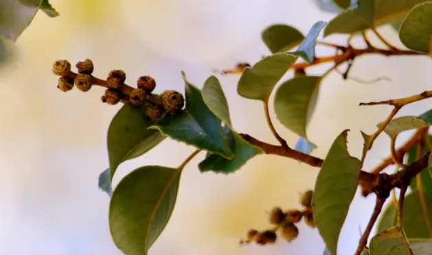 苦槠