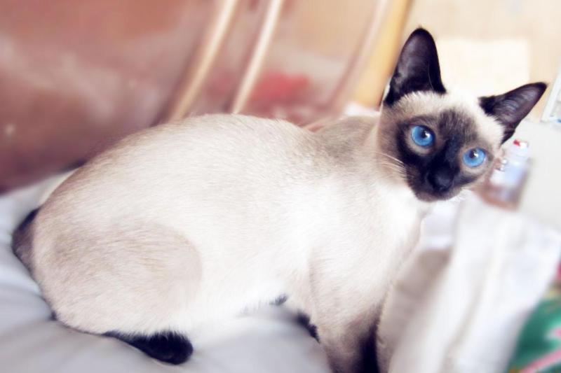 暹罗猫 猫科猫属哺乳动物 搜狗百科 暹罗猫 猫科猫属哺乳动物 搜狗百科
