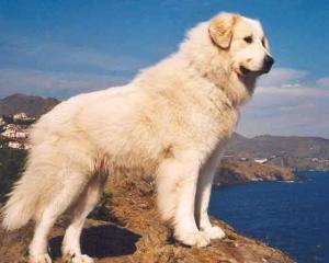大白熊犬 搜狗百科 大白熊犬 搜狗百科