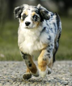 澳大利亚犬