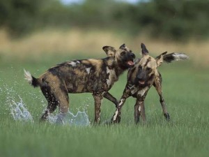 非洲野犬