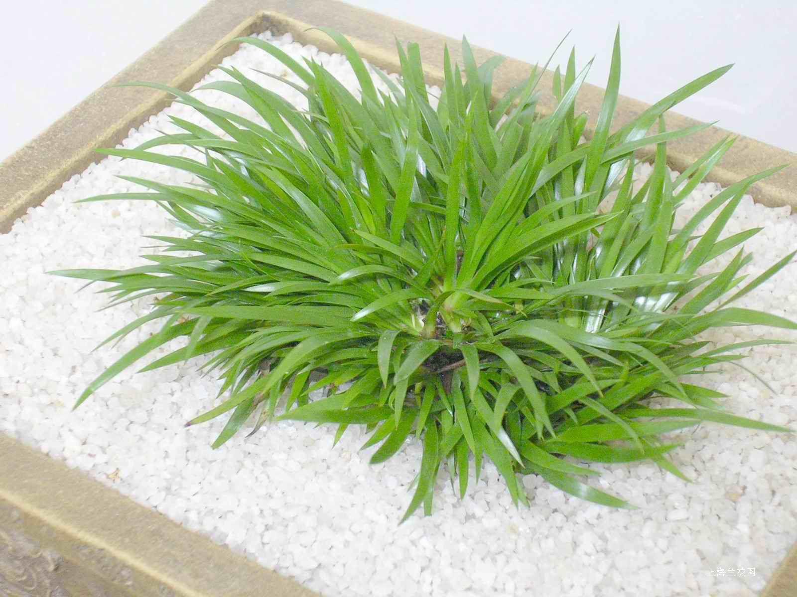 金钱蒲