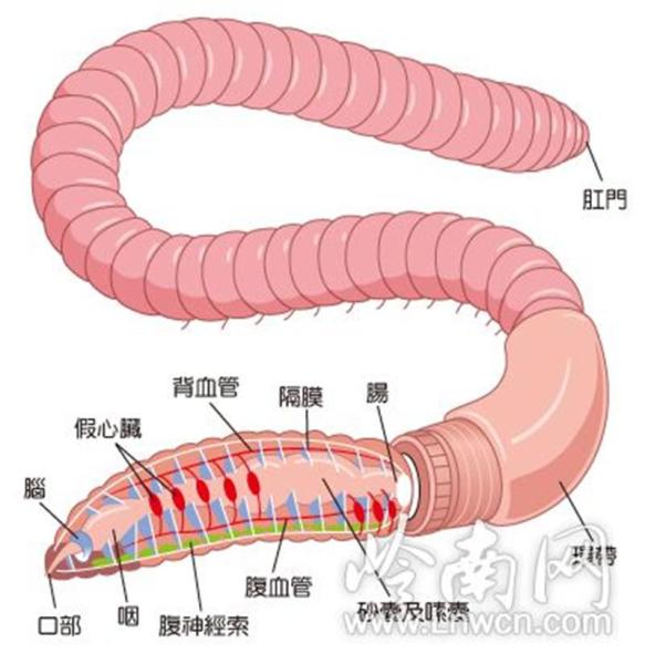 蚯蚓解剖图