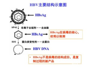 HBV-DNA