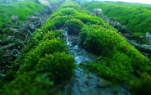 苔藓