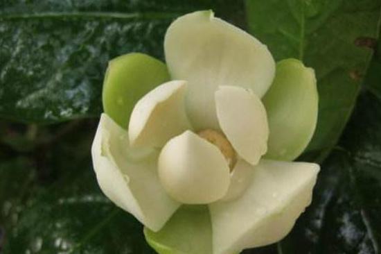 夜合花 木兰属植物 搜狗百科