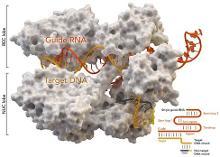 CRISPE/Cas9系统