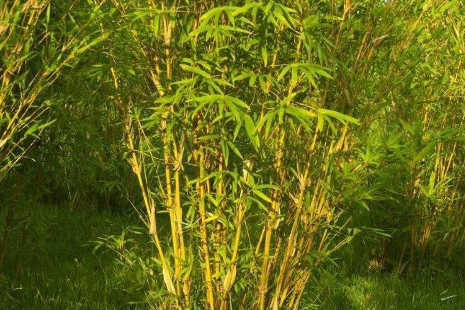 绿竹(禾本科绿竹属植物)_搜狗百科