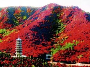 济南红叶谷