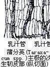 乳汁管