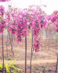 红叶红花垂枝海棠 搜狗百科