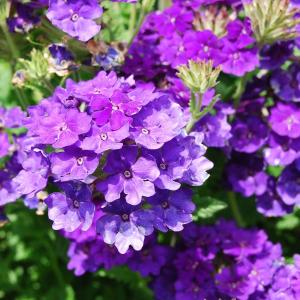 常见的一年生花卉