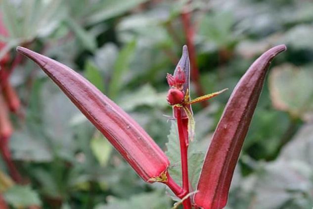 红秋葵 锦葵科木槿属植物 搜狗百科