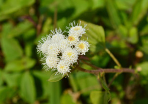 紫茎泽兰