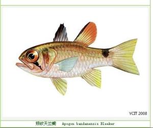 颊纹天竺鲷