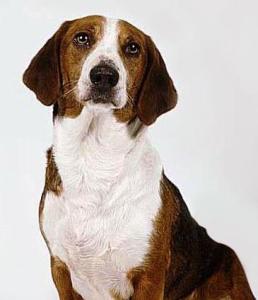 腊肠犬