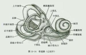 前庭蜗器解剖图手绘图图片