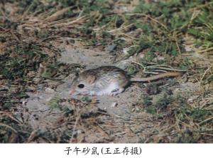 子午沙鼠