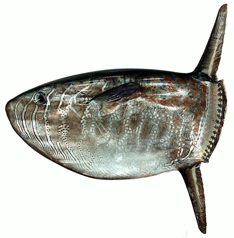 翻车鱼怎么翻车的视频 0